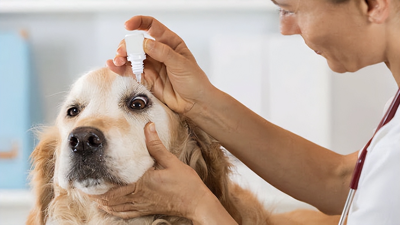 养宠知识狗狗的眼部护理技巧,养宠知识狗狗经常流泪是什么信号