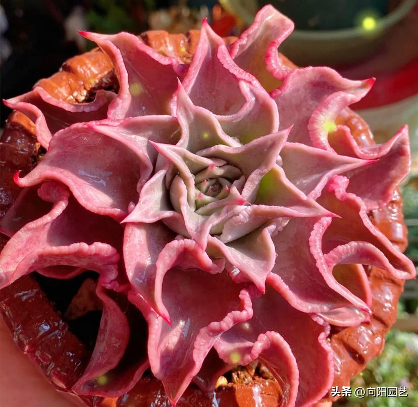 多肉饺子皮，2个品种，你喜欢哪一种？白饺子皮颜值更高！