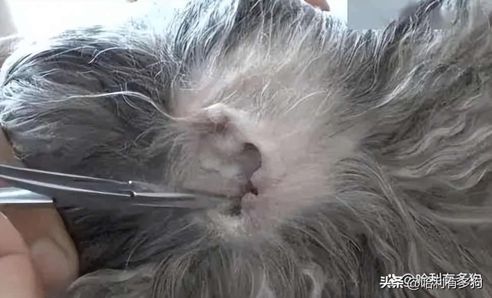 小狗耳朵里有褐色分泌物,小狗耳朵里黑色的东西怎么办