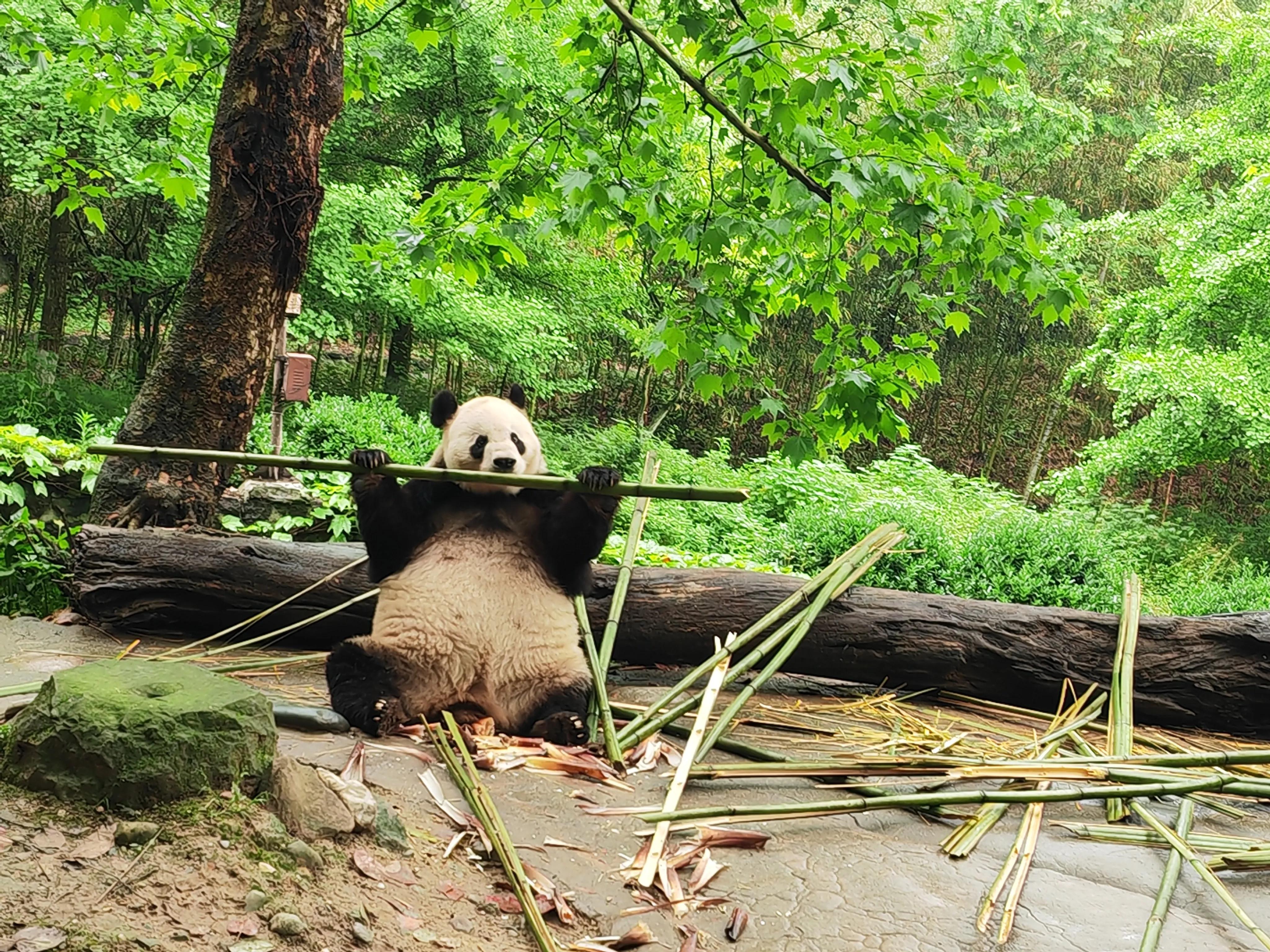 保险公司免费泰国游,保险公司组织免费旅游敢去吗