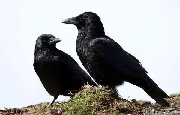 诗和美应多元化：人面桃花是美，屎壳螂癞蛤蟆也别有趣味