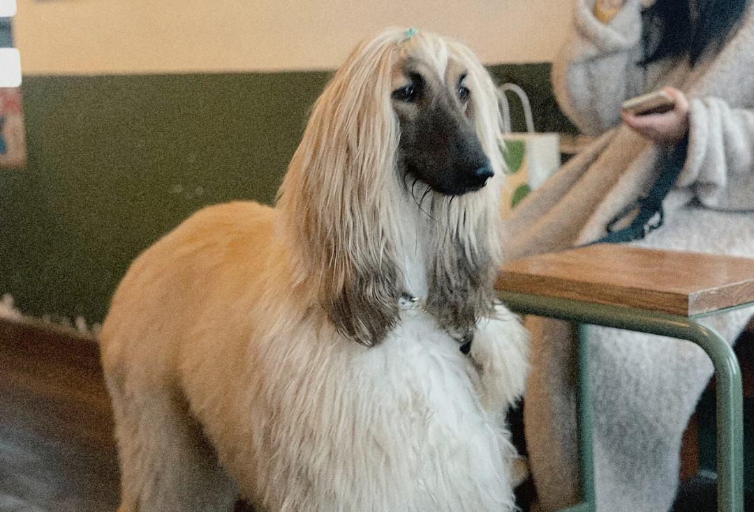 阿富汗犬很难驯服,阿富汗犬在中国可以养吗