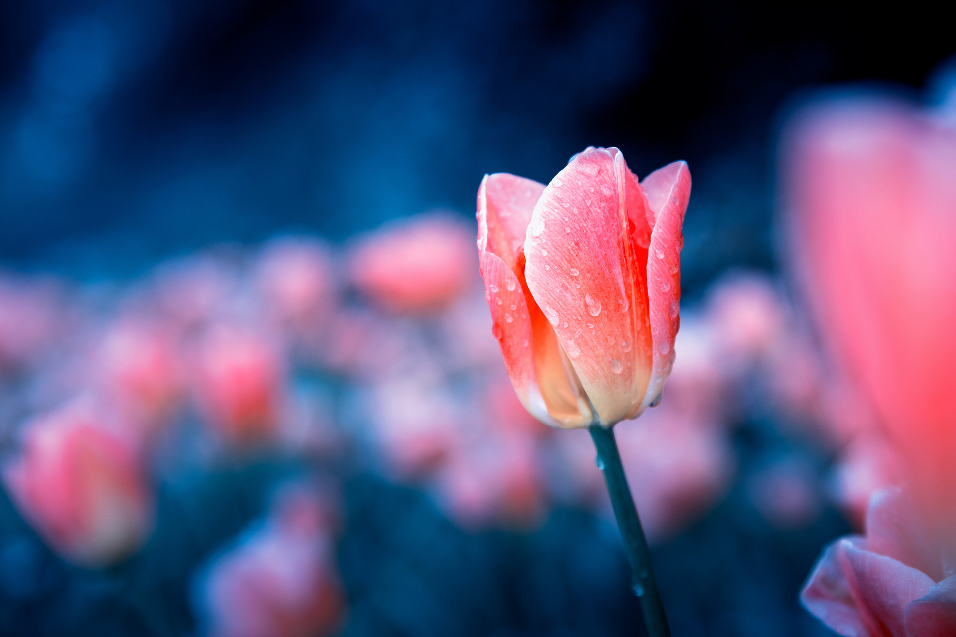 红颜蓝颜相亲视频,蓝颜和红颜的感悟