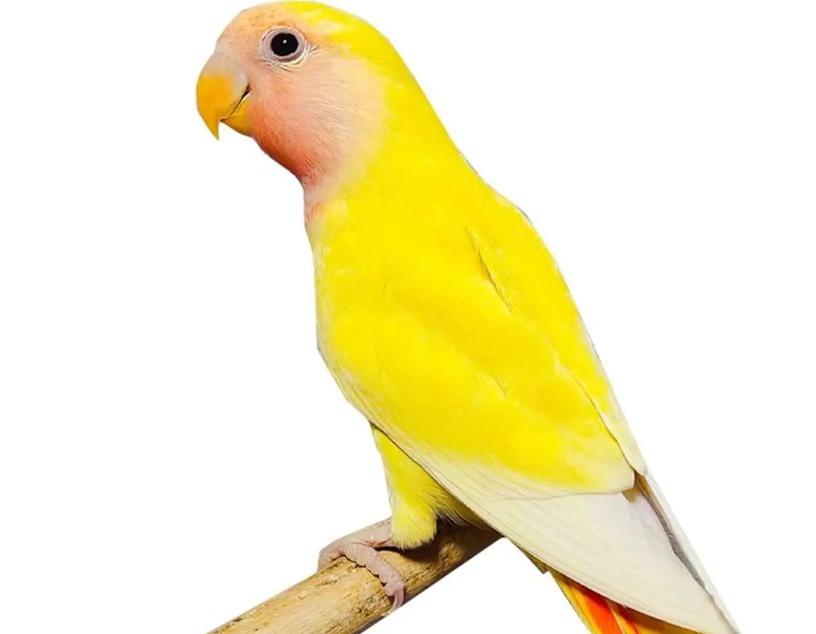 新手养鹦鹉的6大禁忌,养鹦鹉的新手应该注意哪些