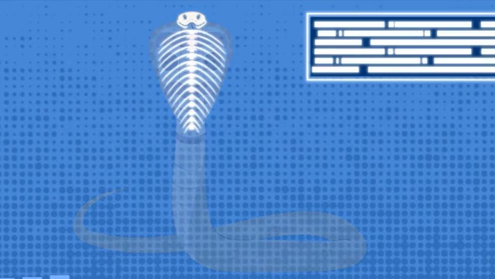 蝎毒有什么价值,蝎毒的价值