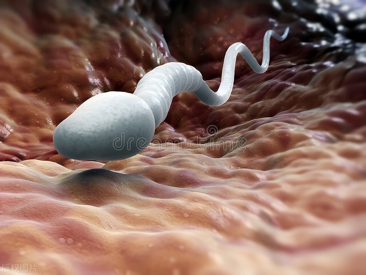 精子进入体内的24小时，都经历了什么？