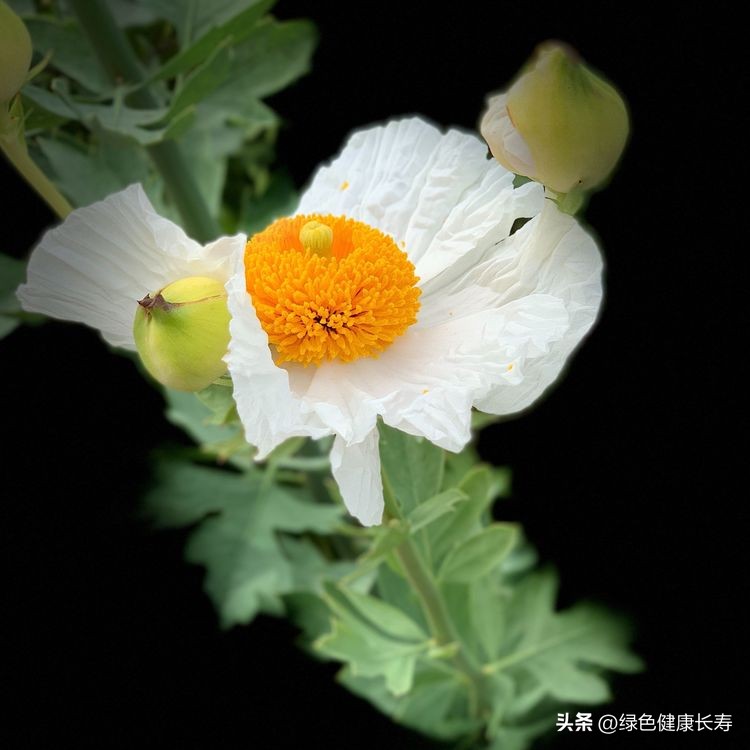 世界花园风景,世界花园