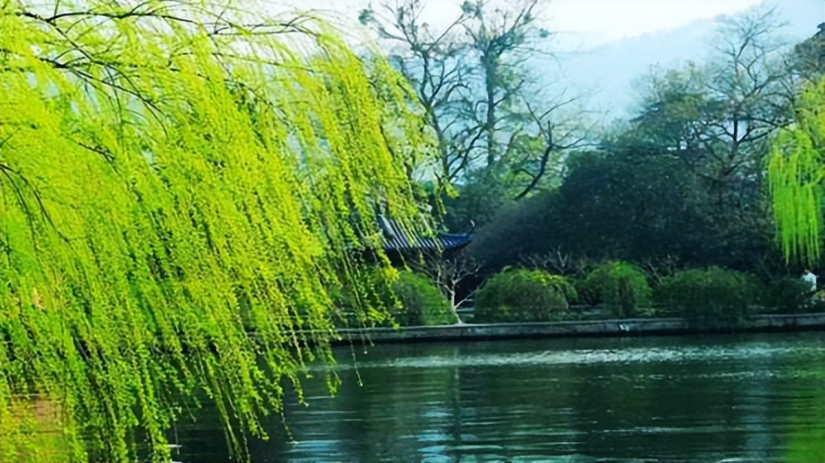 吹面不寒杨柳风全诗解析,吹面不寒杨柳风引用诗句作用