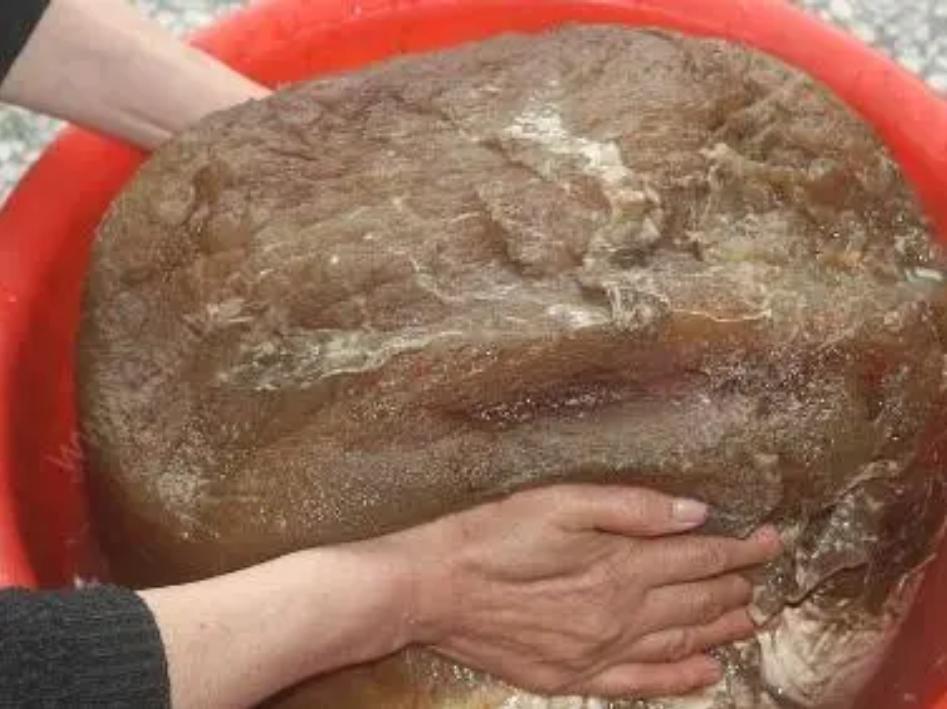 太岁中科院研究,太岁之谜神秘东西