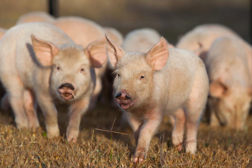 猪吃食后呕吐是什么原因怎么治疗,猪吐食不拉稀怎么回事用什么药
