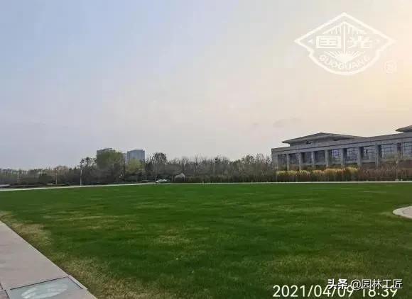 草坪冬季养护工作,北京地面越冬耐寒草坪