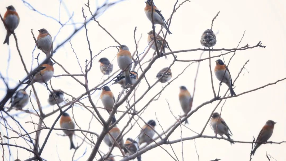 师大寻鸟记，这些小可爱，你都见过吗？