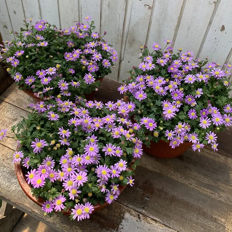 阳台最好养的草花推荐,阳台草花