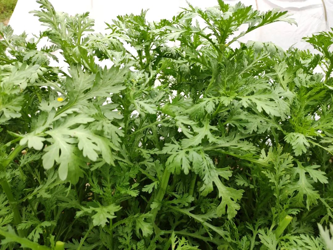 经常吃这3菜安神静心一觉到天亮,睡觉总做梦吃什么菜安神