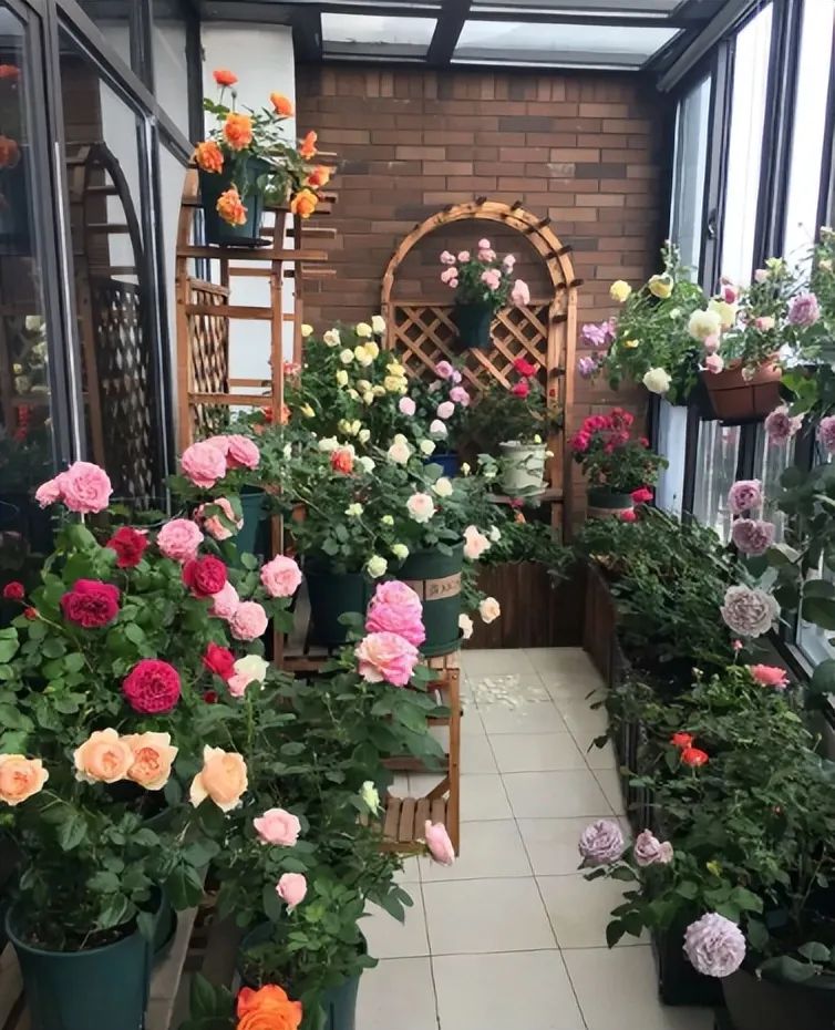 封闭阳台怎么养花技巧视频,封闭阳台养花技巧和方法