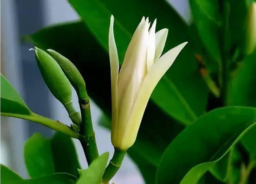 白兰花养护技巧和注意事项,白兰花养护的技巧和方法