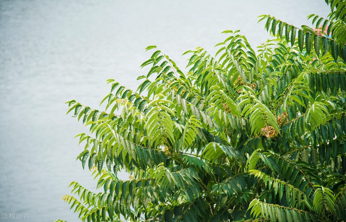 臭椿树和香椿树能串味吗,臭椿与香椿能吃吗