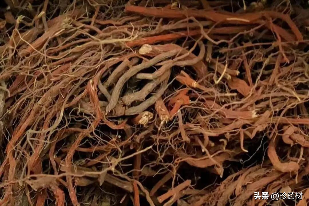 药材市场苍术最新价格行情,中药材市场快讯