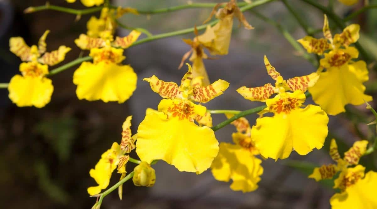 香味最浓的热带兰花品种,香味最浓的热带兰花品种排名