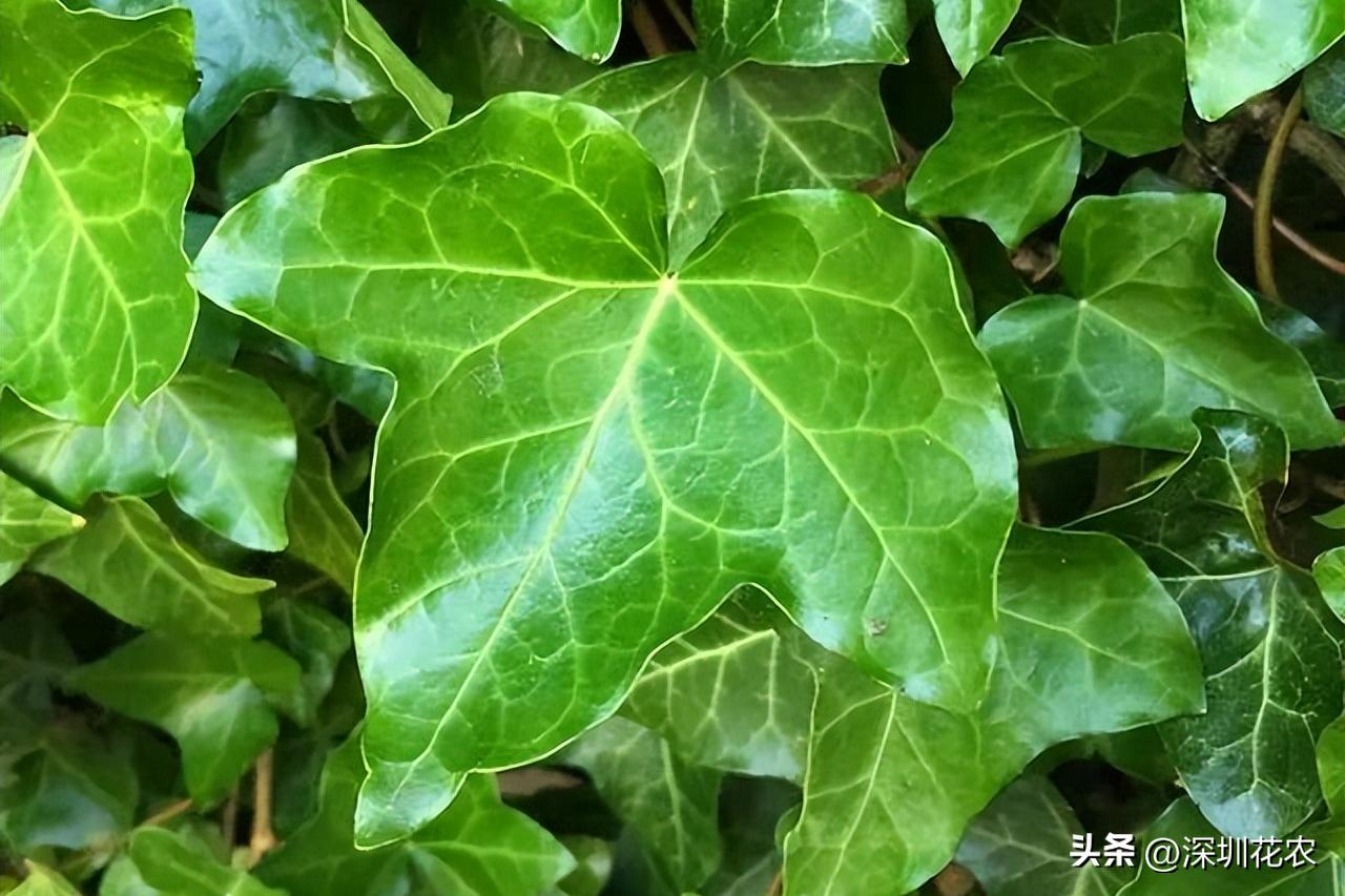 吸收甲醛的最好植物长藤,净化空气最佳植物常春藤