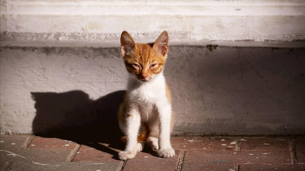 猫咪吃了辣椒辣的有点呕吐,当猫咪吃了辣的东西