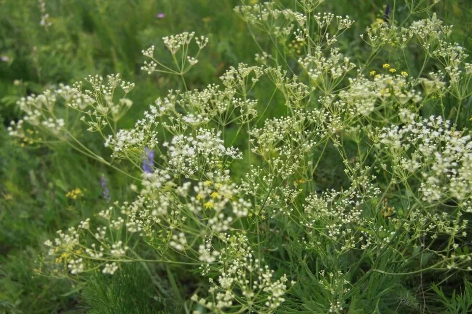 150种常见药用植物大全,150余种常见药用植物花期组图