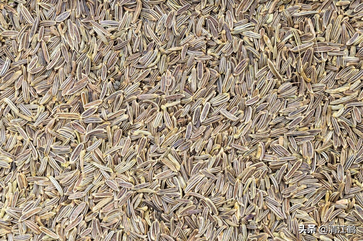 种子有哪些传播途径和方法,种子的传播方式七种