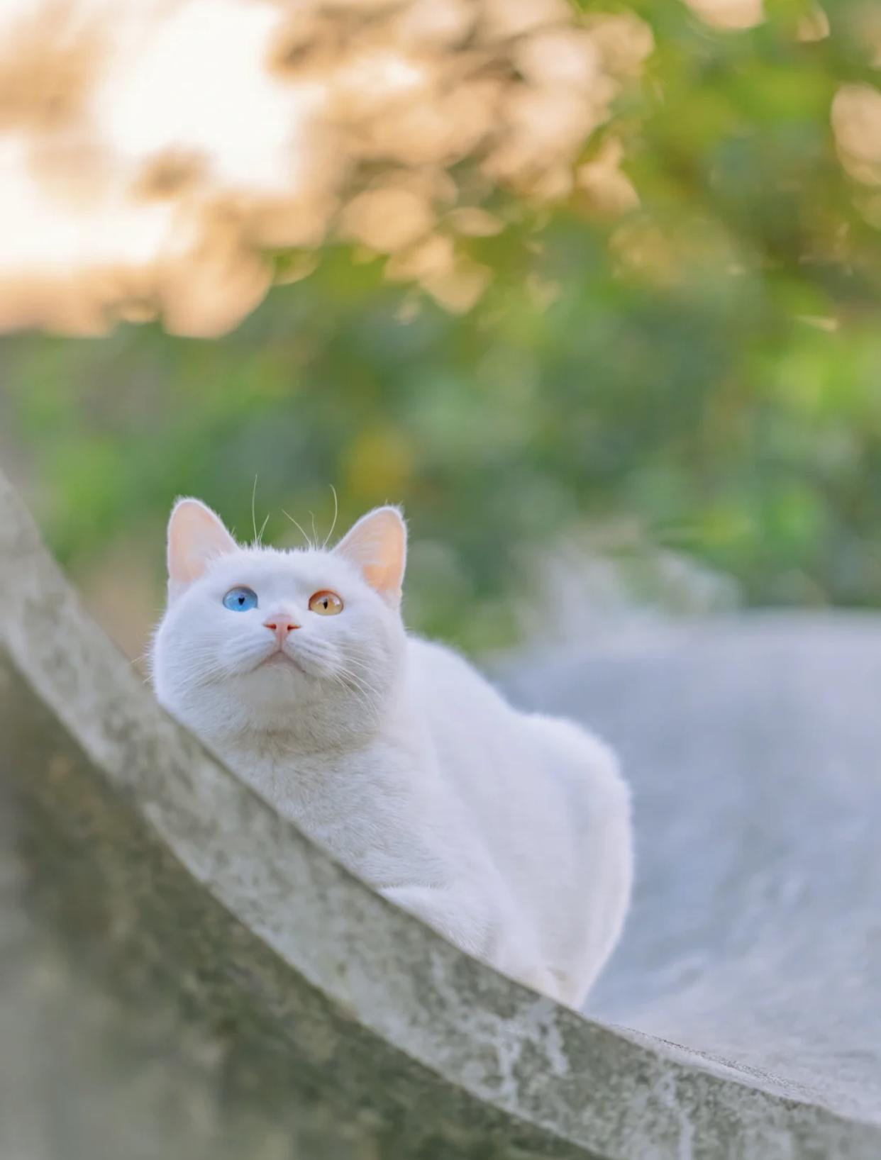治愈系壁纸｜132张可爱小猫咪的样子