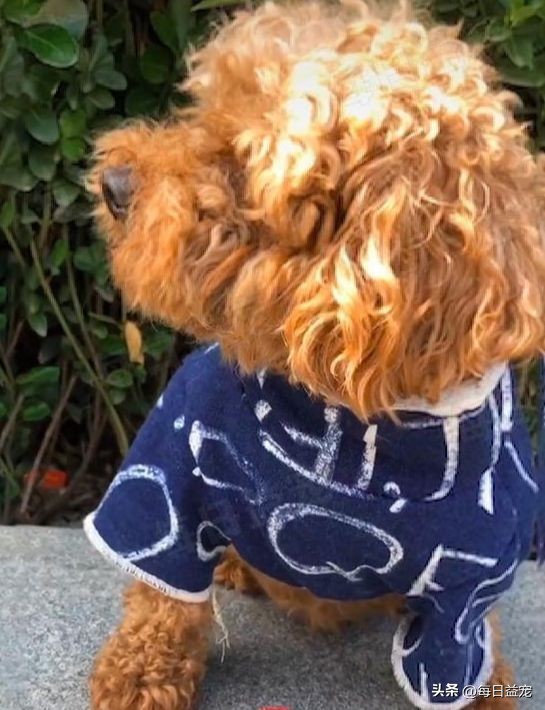 泰迪偷溜出去,泰迪偷跑出家门