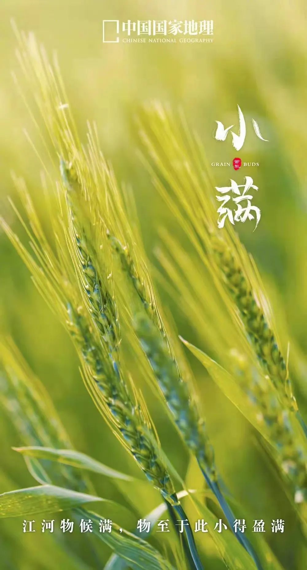 365天最美24节气图诞生惊艳国人,这组24节气图太美了