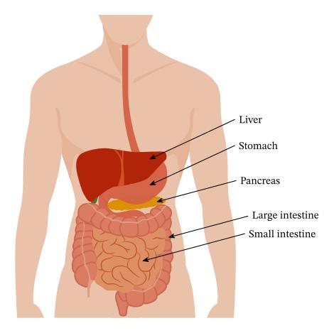 从考古学的发现看世界古代文明,有关古埃及的医学资料