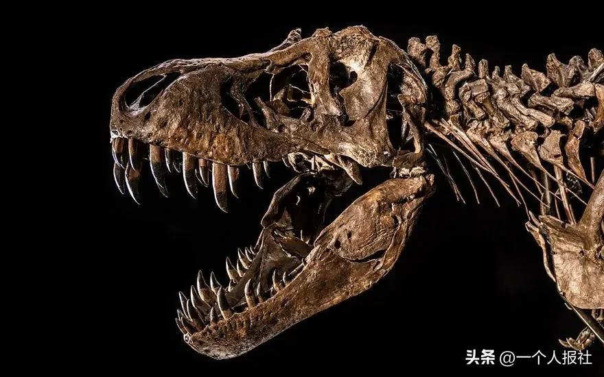 佳士得恐龙化石拍卖 (上海拍卖恐龙化石)