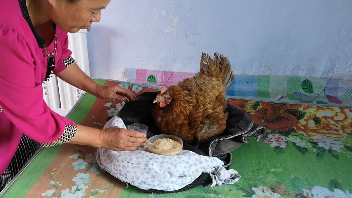 为什么感觉母鸡不用受精，却能天天下蛋？人类利用了鸡身上的bug