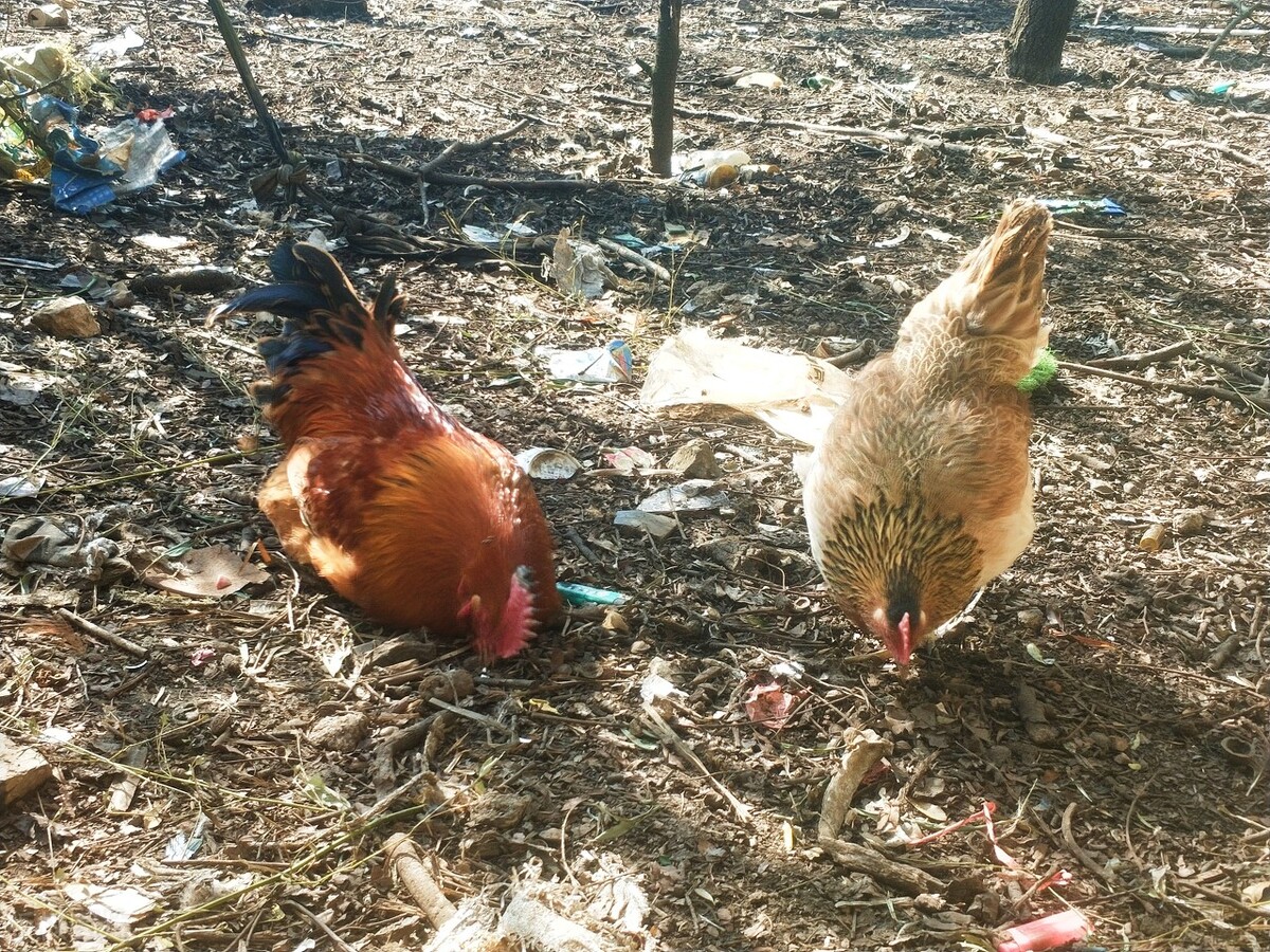 城里的土鸡为啥越来越不好吃了,最正宗的农村土鸡