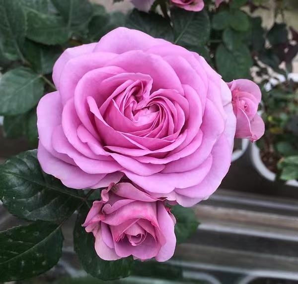 精致又温馨的小阳台,漂亮阳台月季花