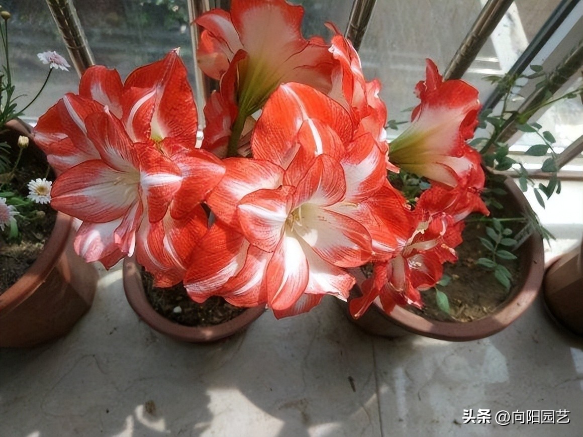 朱顶红遍地都是假货，花大价钱买土朱，让人防不胜防！