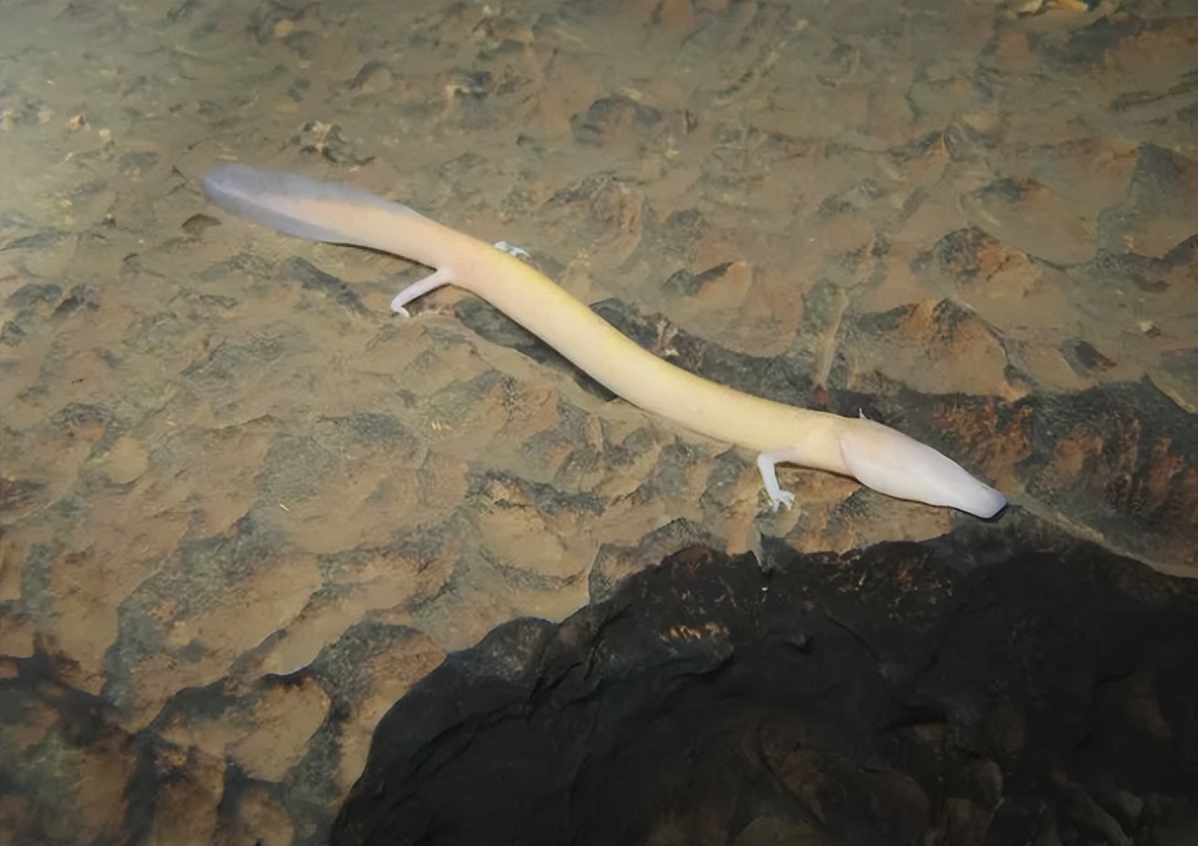 蛟龙的蛟是真的存在的吗,蛟龙发现什么生物