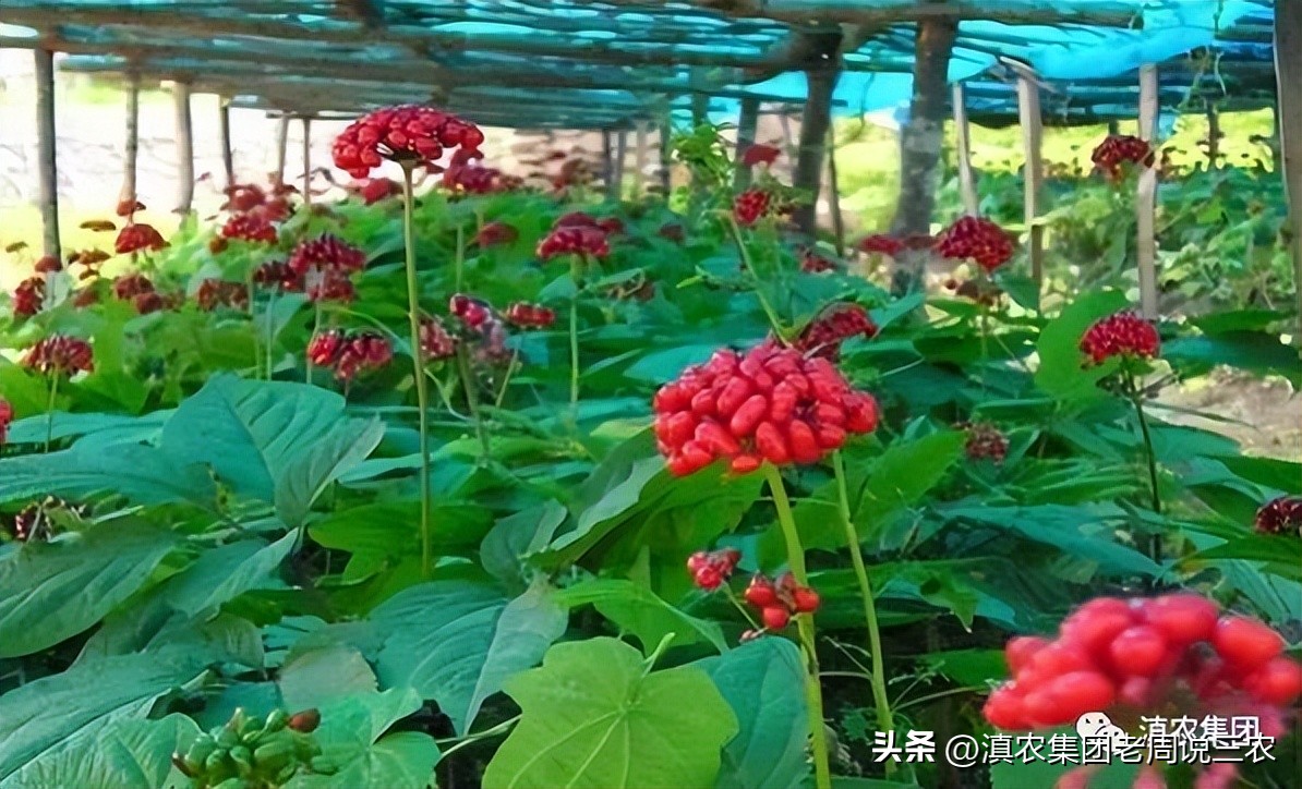 适应林下种植的药材有哪些,林下经济种植中草药有哪些