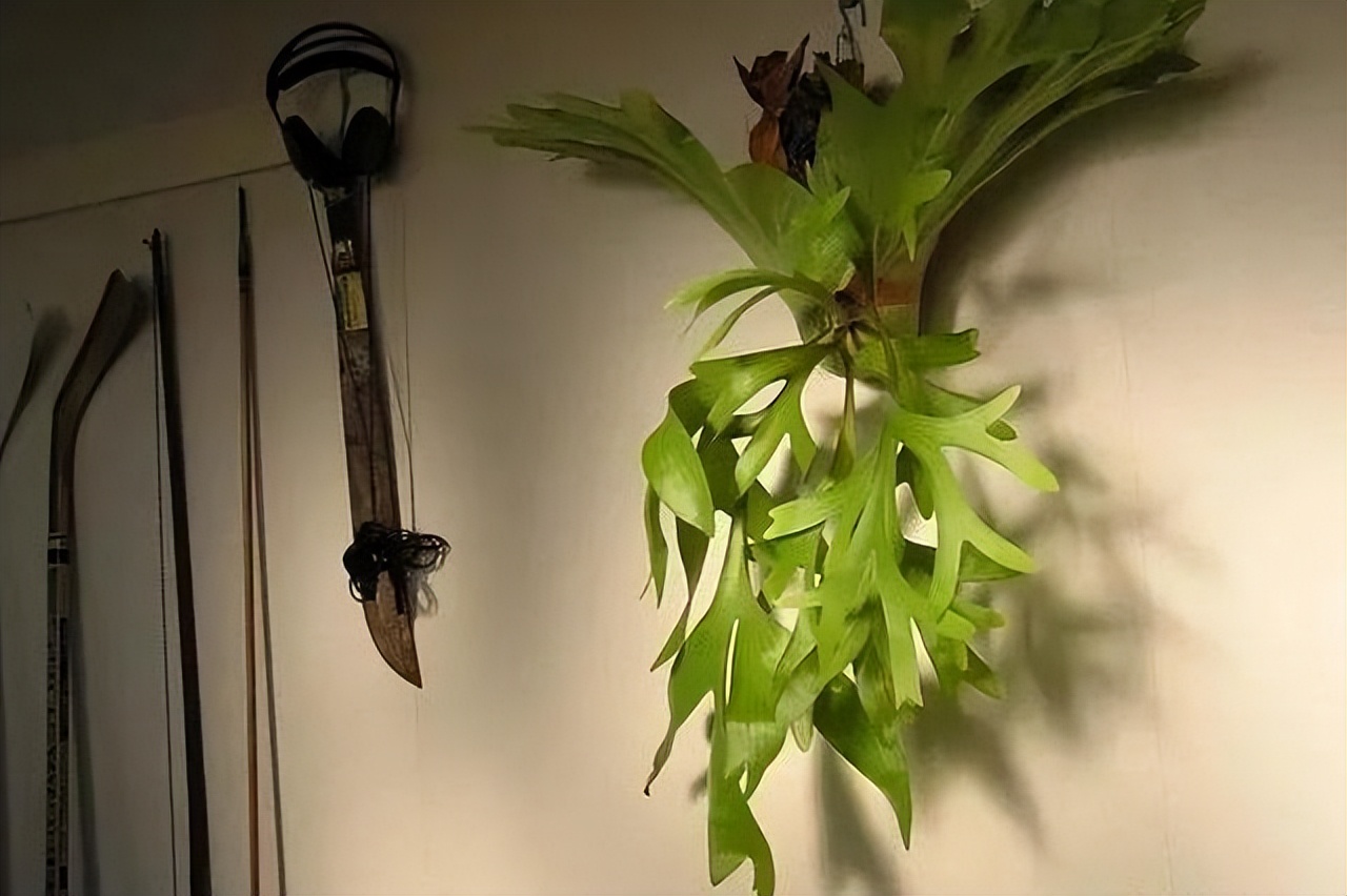 家里光照不足建议养这10种耐阴花,卧室什么耐阴没有阳光的花好养