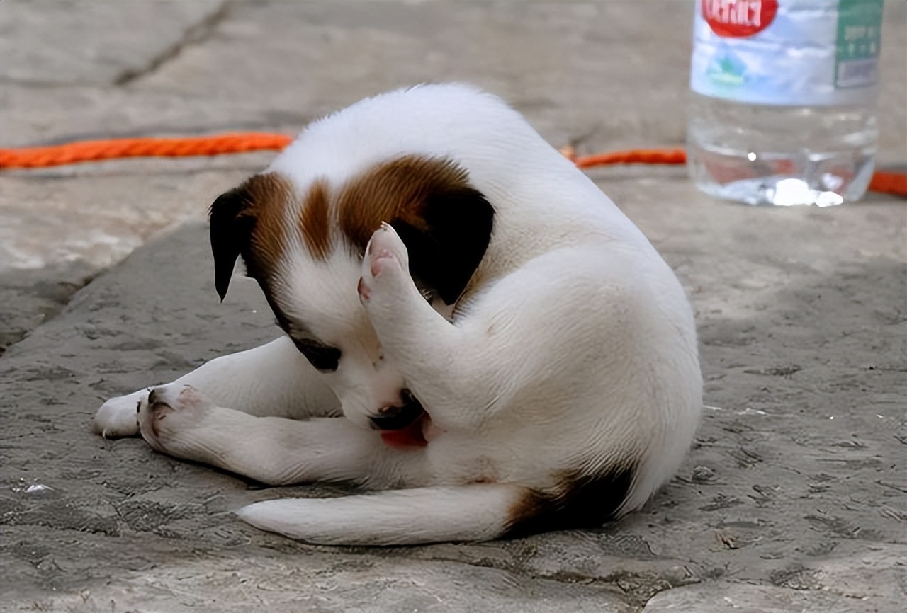 狗狗老是舔嘴唇是什么原因,狗狗老是舔排尿处什么原因