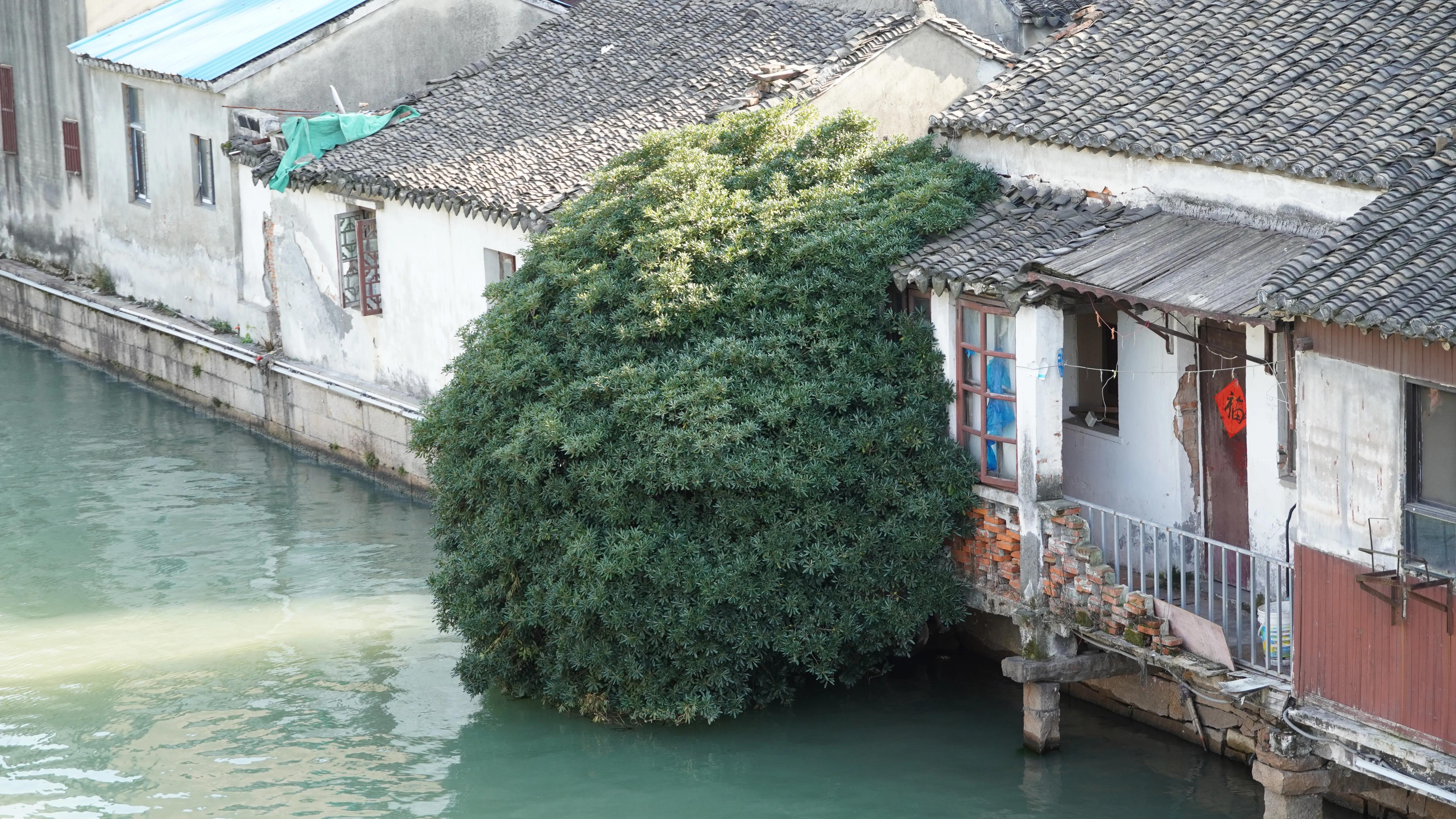 送你一段江南梦（又名:我最爱的苏州旅游线路，爱猫人士必逛）