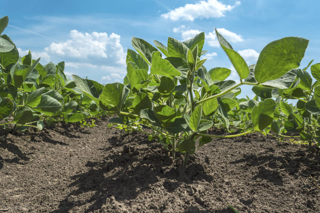 根施和喷施有什么区别,肥料是灌根好还是喷叶面好