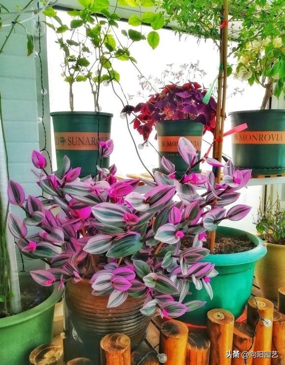 婚礼吊兰和油画吊兰哪个好看,一盆油画吊兰多少钱