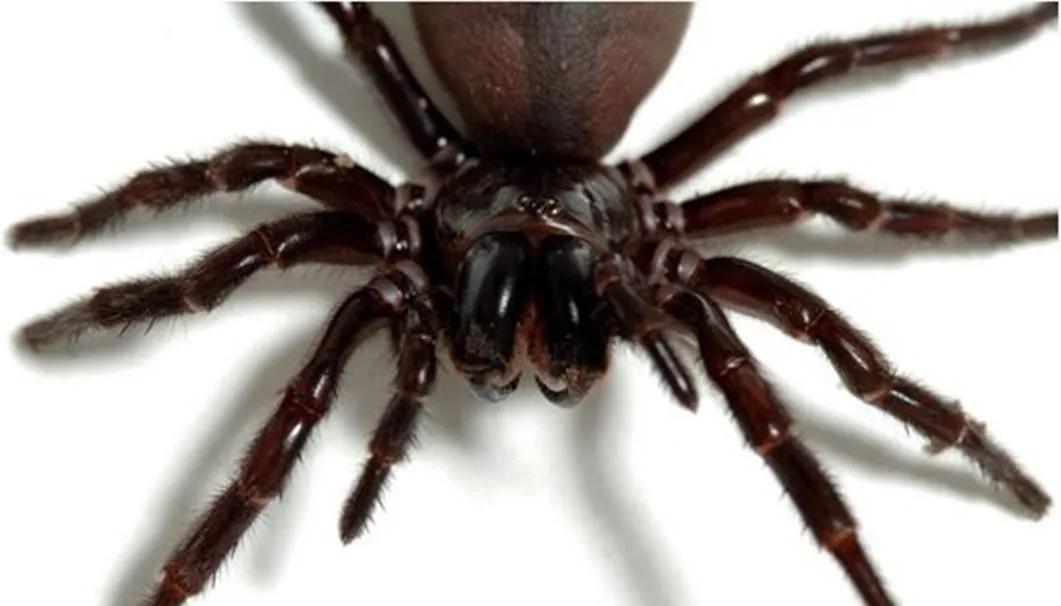 世界十大毒物动物,世界十大毒物排行榜的视频