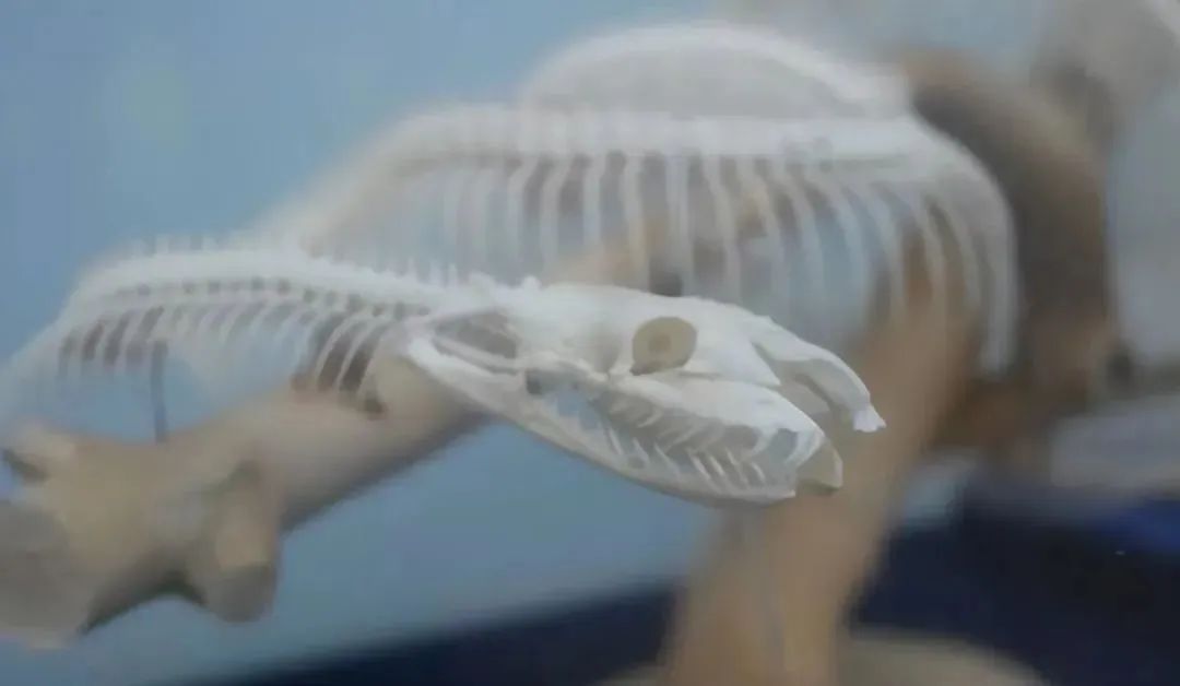 两条巨蟒潜入村庄疯狂捕食家禽,20斤大蟒蛇现身鸡笼吞鸡吓坏居民