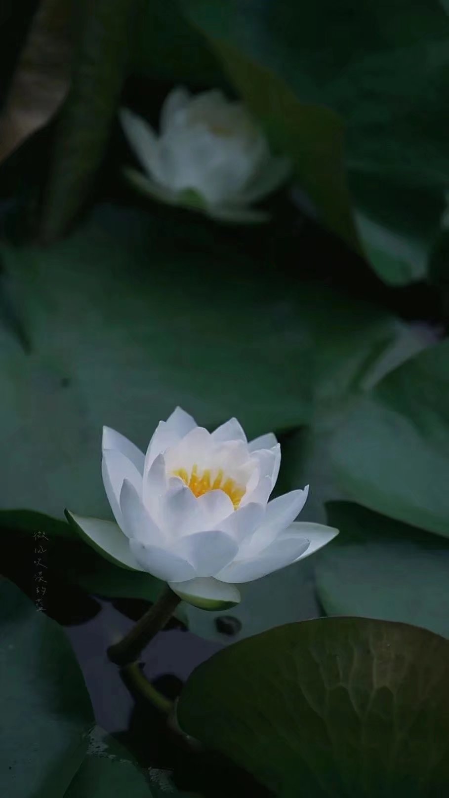 优美散文聆听岁月的心语,散文慢煮时光淡品人生滋味