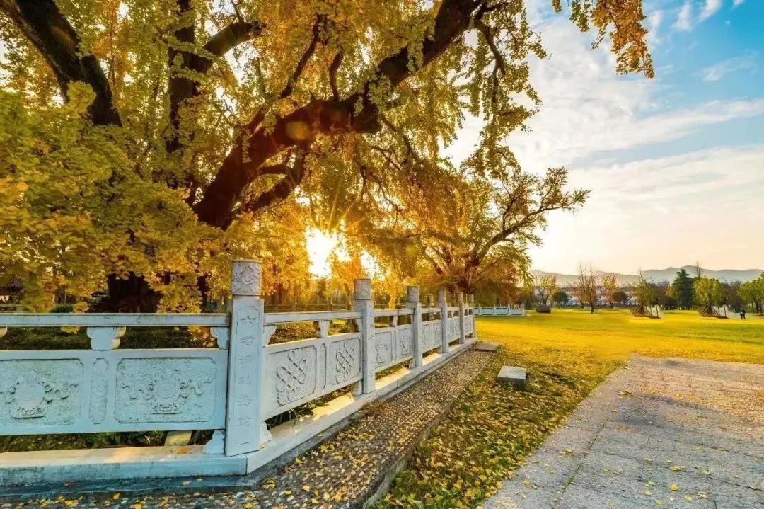 每一片银杏都不会辜负秋天,银杏从来不负秋原唱