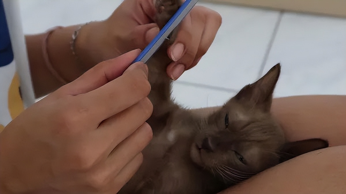 为什么给猫咪剪指甲会咬人,给猫咪剪指甲时凶人