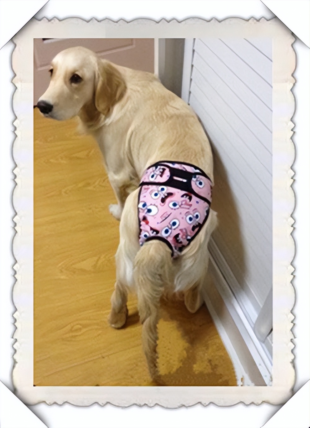 原来狗狗绝育有这么多好处,一大半你都不知道