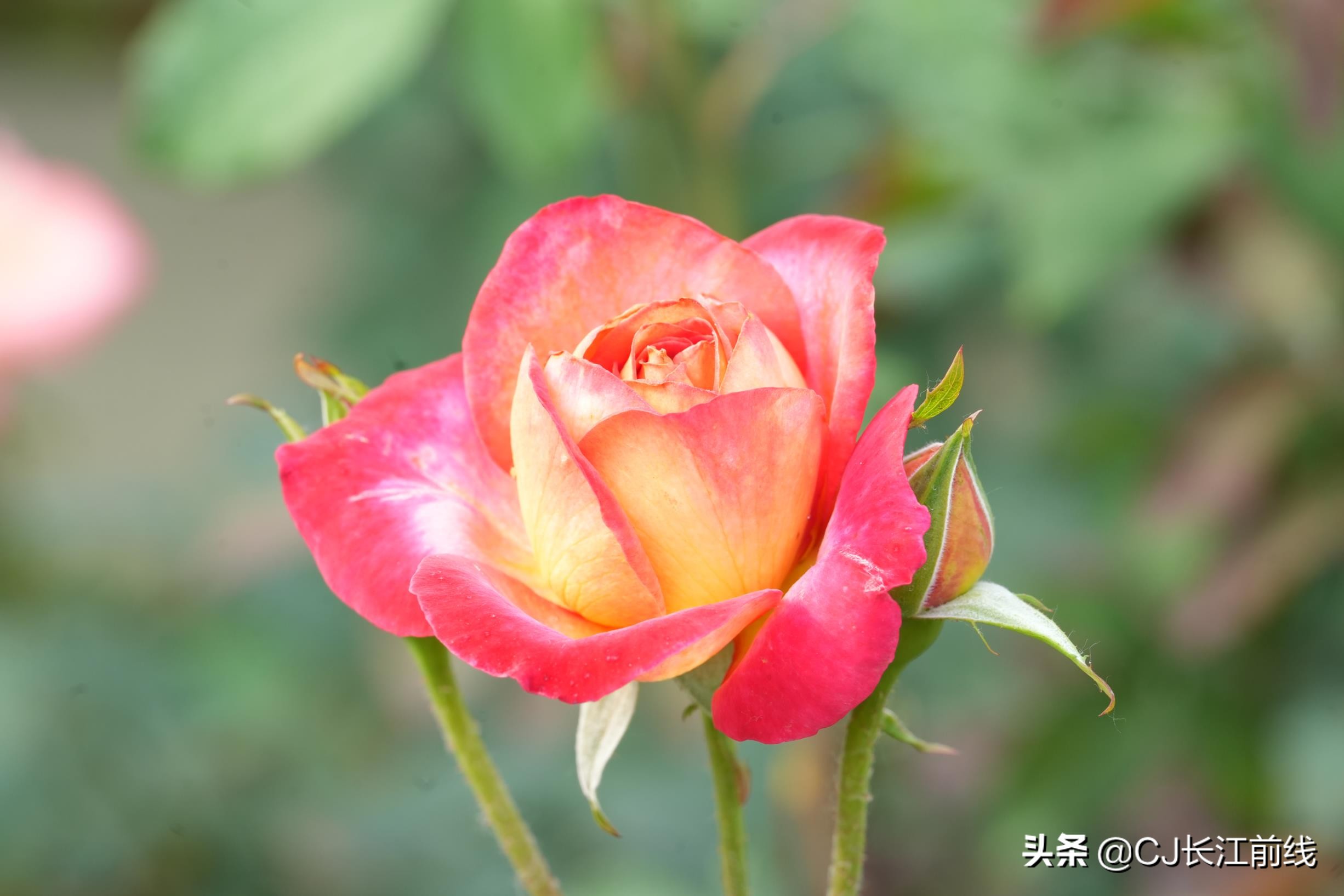 河南淮滨:乡政府旁的“樊家花园”(组图)